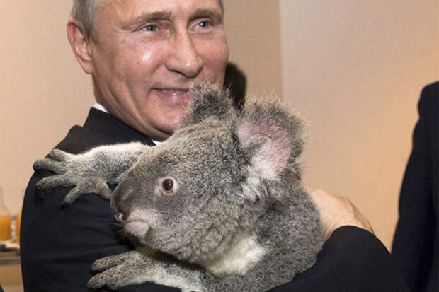 Владимир Владимирович Путин и звери добро, животные, мир, путин, россия
