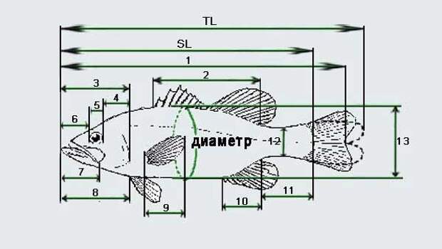 От размеров рыбы зависит