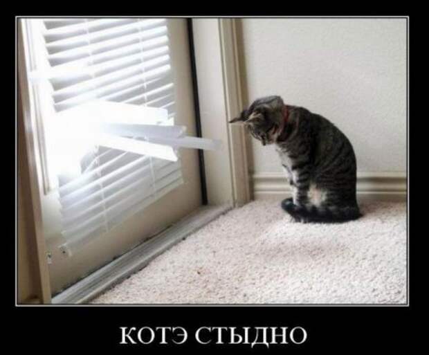 Демотиваторы, смешные приколы.