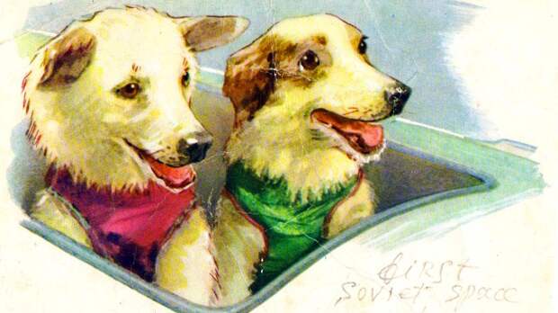Дворняги-пионеры: как Белка и Стрелка покоряли космос