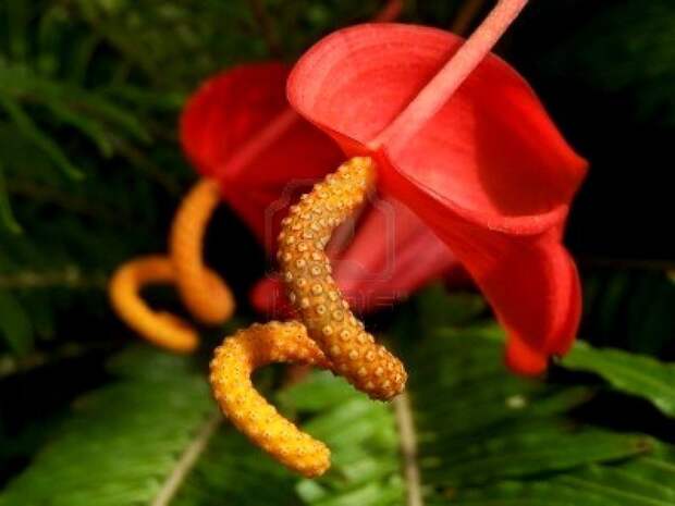 2665457-bold-red-anthurium-flower (700x525, 46Kb)
