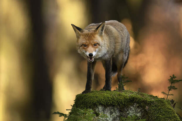 The Guardian: лиса из Англии оказалась в США, пробравшись на бор корабля