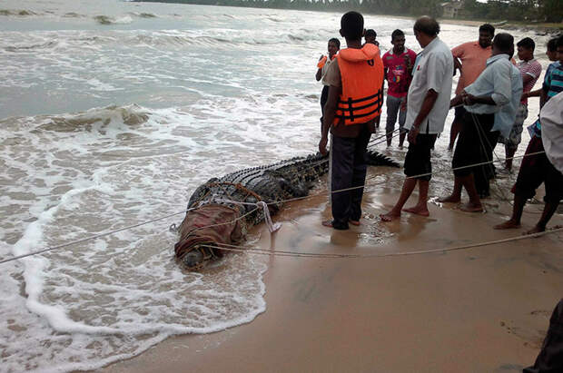 Крокодилы на Шри-Ланке иногда добираются до океана