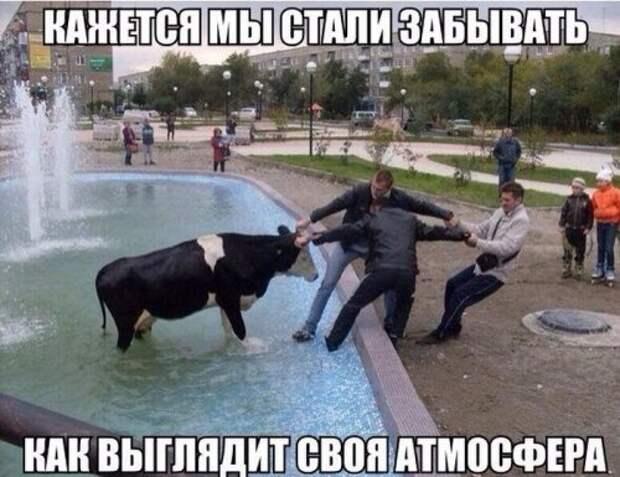 Коллекция фотомемов (17 шт)