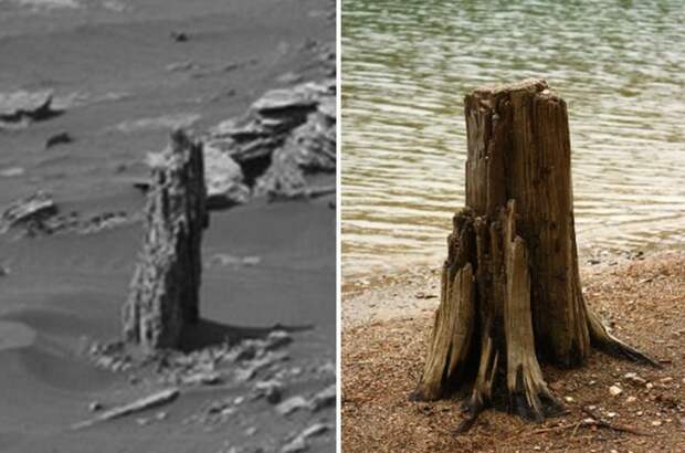 Пенек окаменевшего дерева обнаружен на Марсе