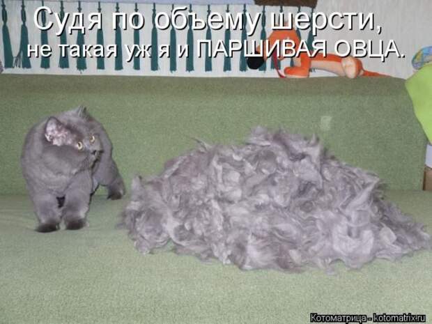 Лучшие котоматрицы недели