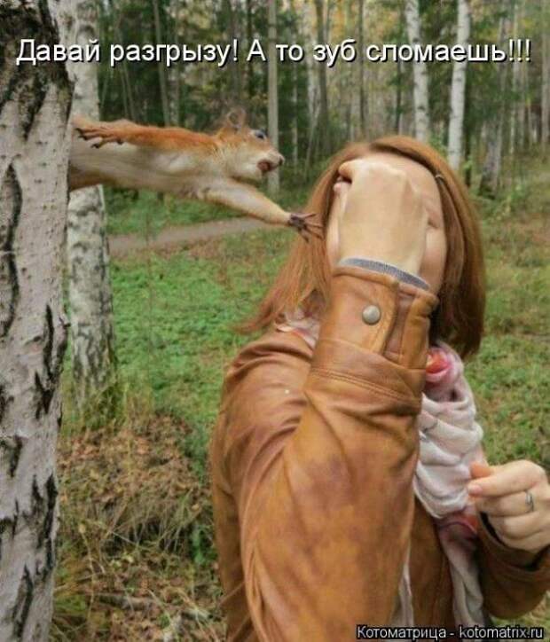 Котоматрицы (картинки с надписями)