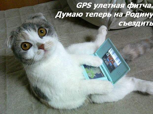 Жизнь кошачья :) (39 фото)