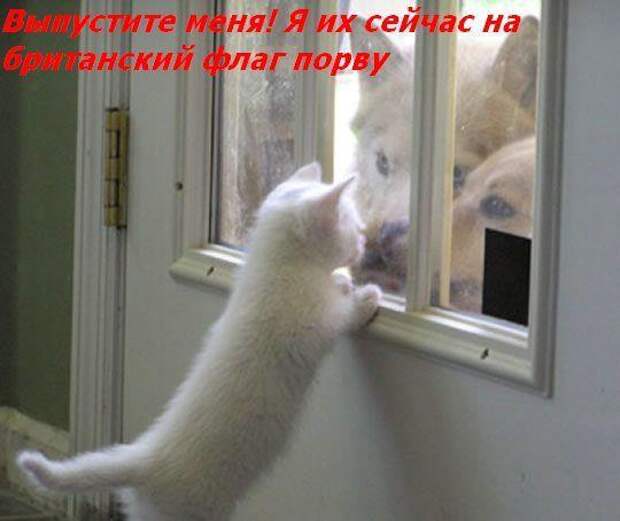 Жизнь кошачья :) (39 фото)
