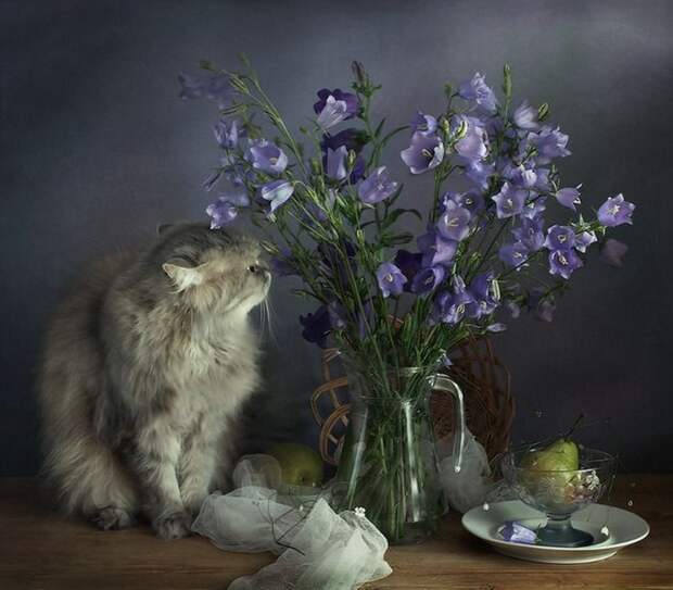 Котонатюрморты II Коты с цветами