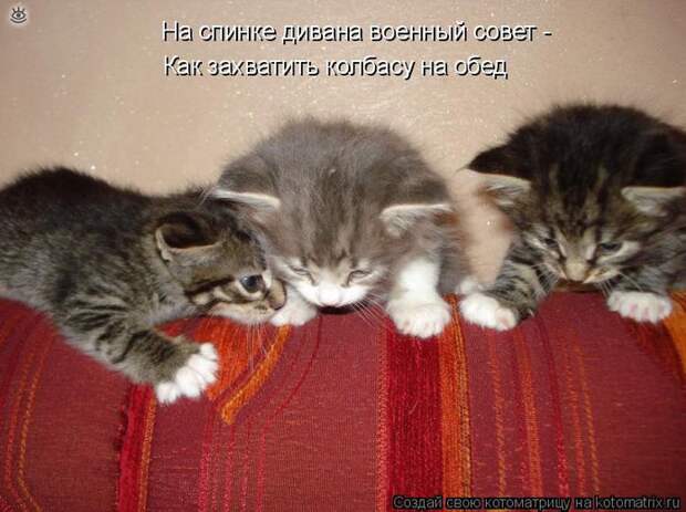 Чудная котоматрица 28