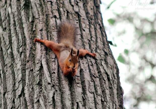 Животные, которые вдохновят вас на занятия спортом (15 фото)