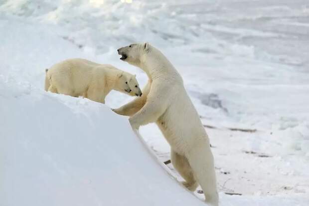 Самка белого медведя с медвежатами. Фото © WWF России