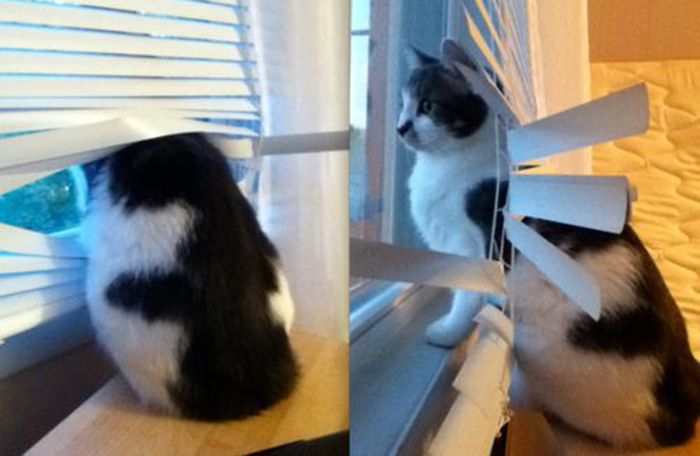 Коты и жалюзи Коты и жалюзи