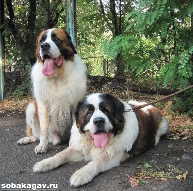 Московская сторожевая собака. Описание, особенности, уход и цена породы
