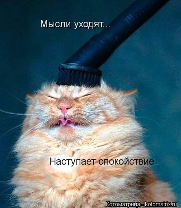 22 котоматрицы