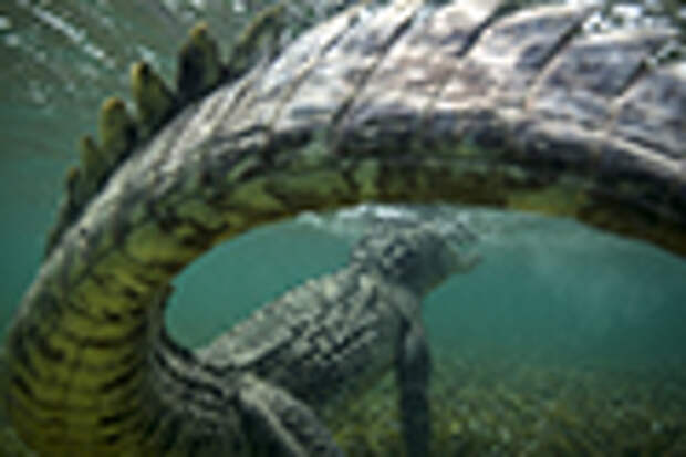 Один день в рыбацкой хижине в Карибском Море с морскими крокодилами вокруг IMG_3852