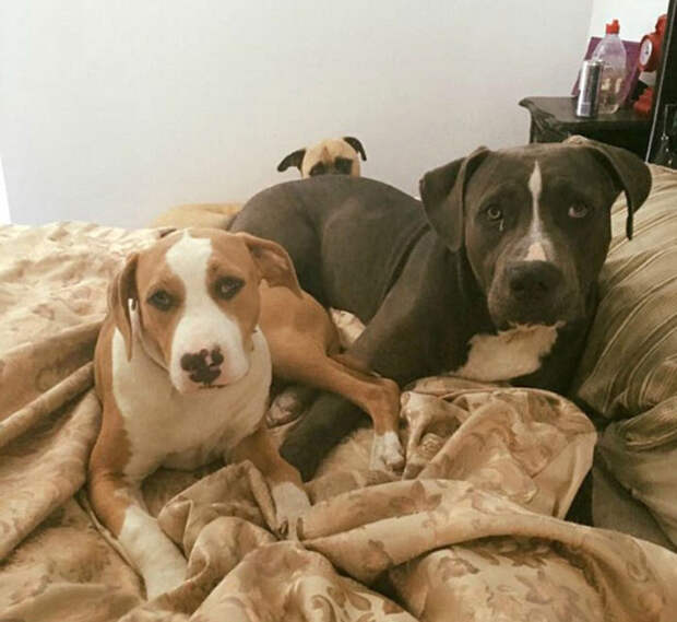 dog11