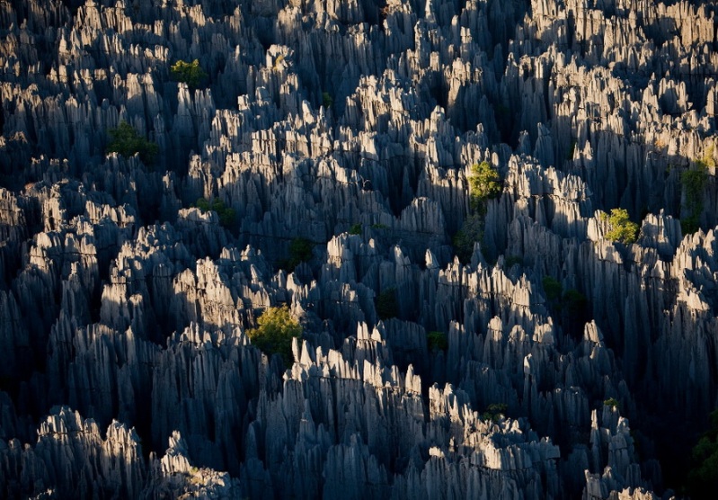Каменный лес на Мадагаскаре. Фото