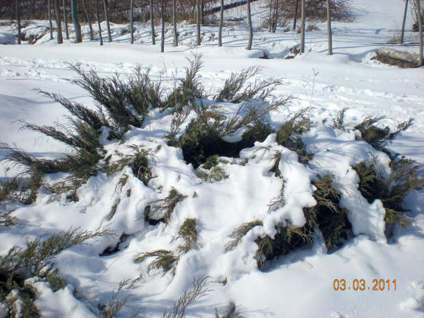 Можжевельник казацкий в снегу, Виктория Калайда , архив ЛД-груп