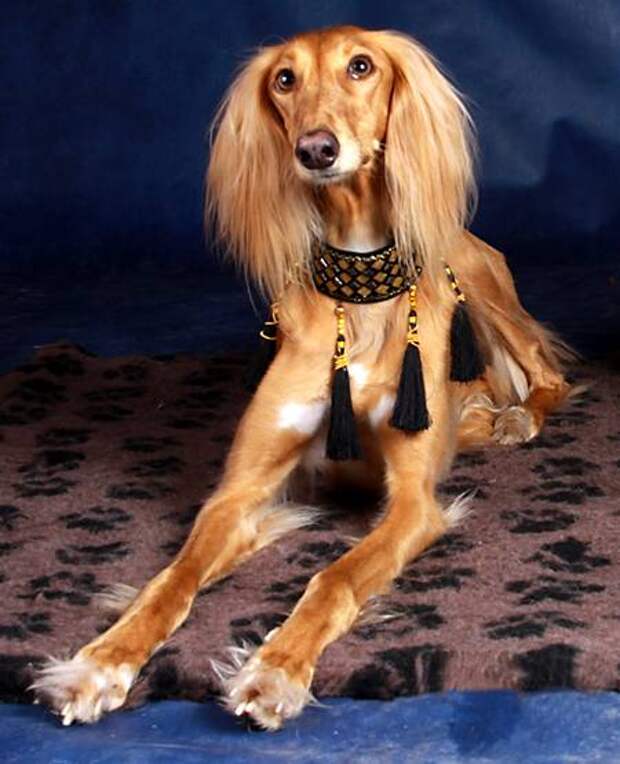 Салюки, или восточная борзая, фото породы собак фотография