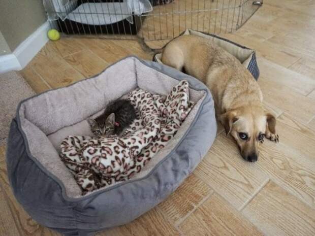 Как выглядит игра в царя горы между собаками и кошками