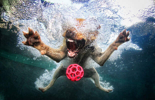 Собаки под водой («Science-Photo»)