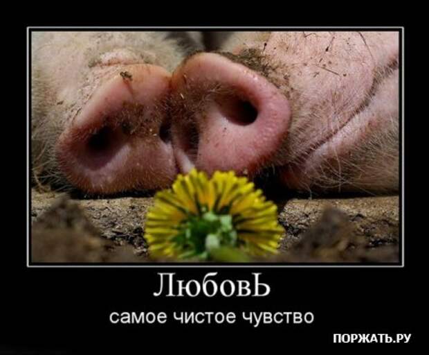 Масса демотиваторов.