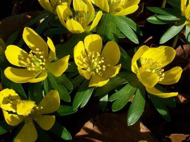 Ландшафт Winter aconite (Eranthis hyemalis)