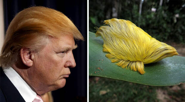 15 вещей, похожих на Дональда Трампа