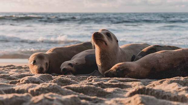 Число обнаруженных на побережье Каспия мертвых тюленей выросло до 1700