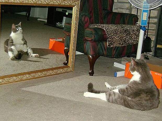 27 котов, которые любят сидеть по-человечески 27 котов, которые любят сидеть по-человечески животные, кот, сидит