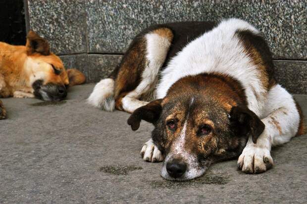 Во Львове (Украина) собак "накачиваются" алкоголем и используют для попрошайничества
