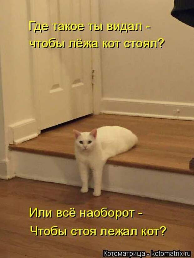 Отличная котоматрица для поднятия настроения (40 фото)