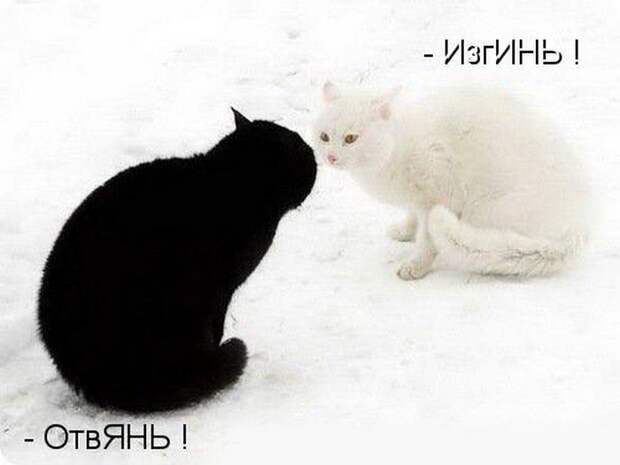 животные
