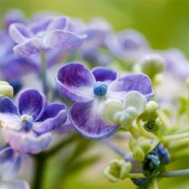 Гортензия крупнолистная (Hydrangea macrophylla)