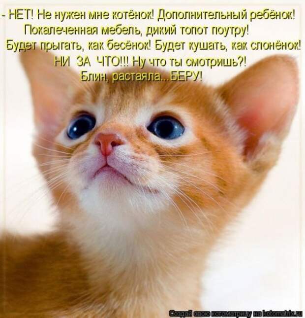 Котоматрица 26