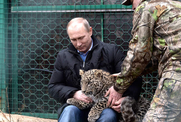 В 2014 году Путин зашел в вольер к шестимесячному леопарду Грому