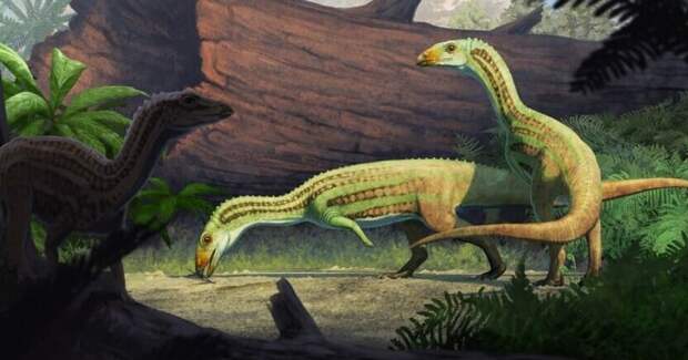 Шувозавриды во взрослении переходили от четвероногости к двуногости