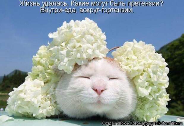 Котоматрицы (картинки с надписями)