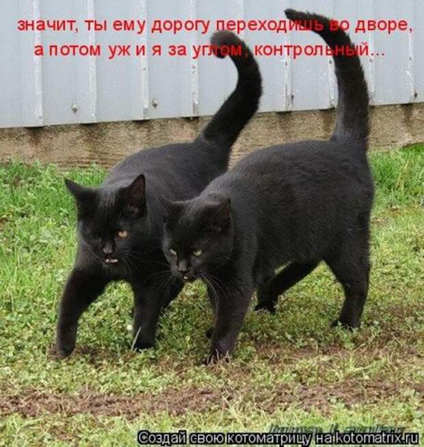 Котоматрица 26