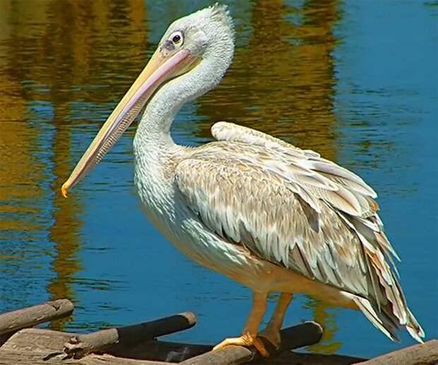 Самый большой размах крыльев у птиц в мире Кудрявый пеликан (Pelecanus crispus), фото веслоногие птицы фотография