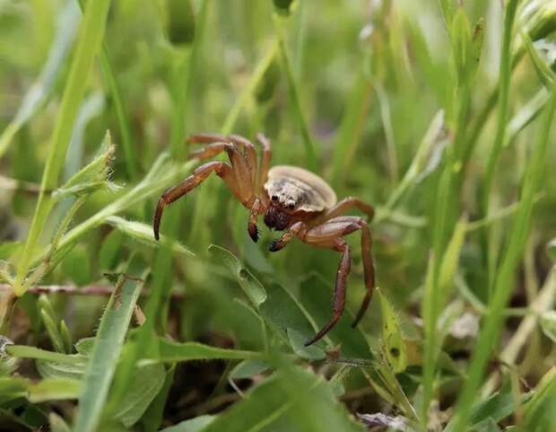 В Тульской области стартовала профилактика укусов клещей и инфекций