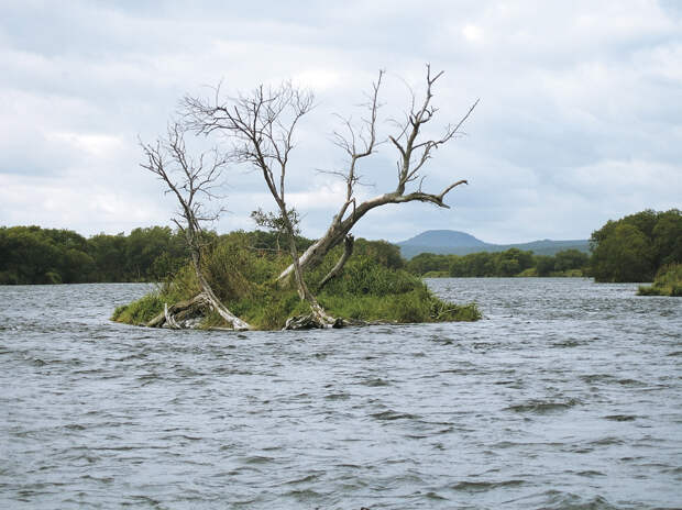 Берега камчатских рек часто покрыты зарослями стлаников.