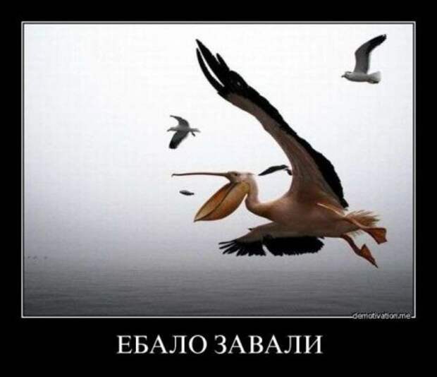 Демотиваторы новые, надписи и фото прикольные.