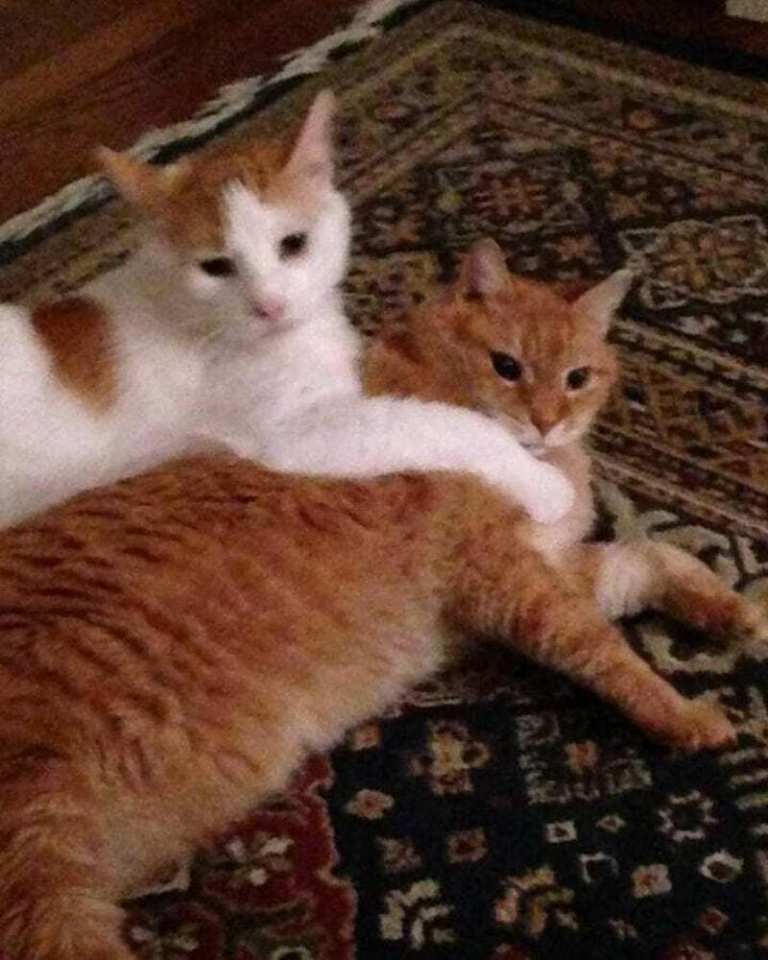 Женщина забрала котика из приюта, а уже через день вернулась за вторым