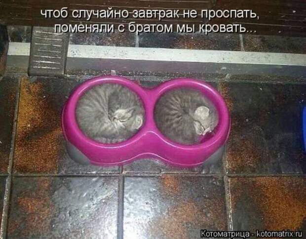 Свежая котоматрица (37 фото)