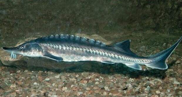 http://www.sevaquarium.com/static/media/publications/44/beluga_molodaya.jpg