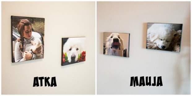 After falling in love with several DIY dog room projects on Pinterest, I decided to test my crafting skills by creating a giant breed-friendly dog nook for our two Great Pyrenees.