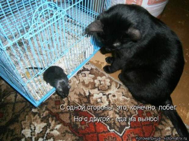 Свежий сборник котоматриц (34 шт)